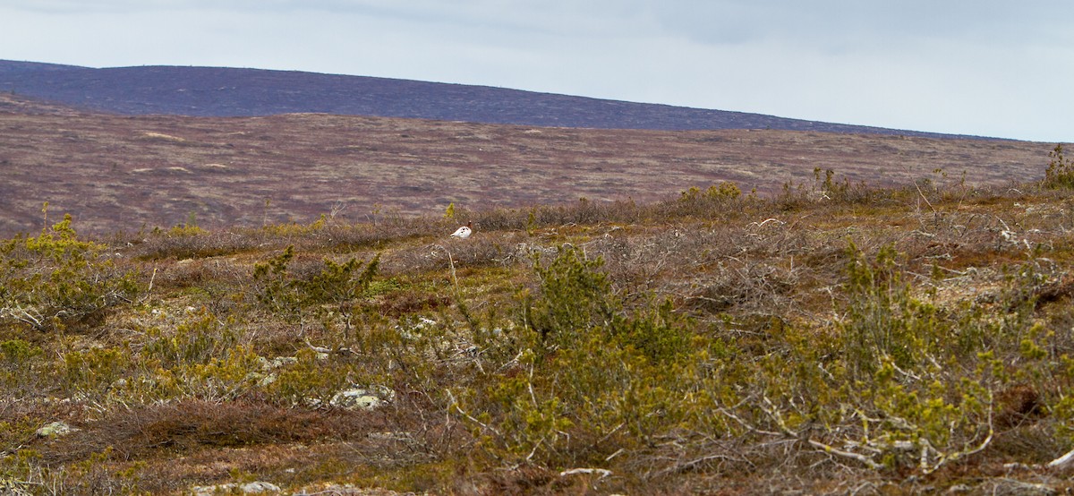 Willow Ptarmigan - Anonymous