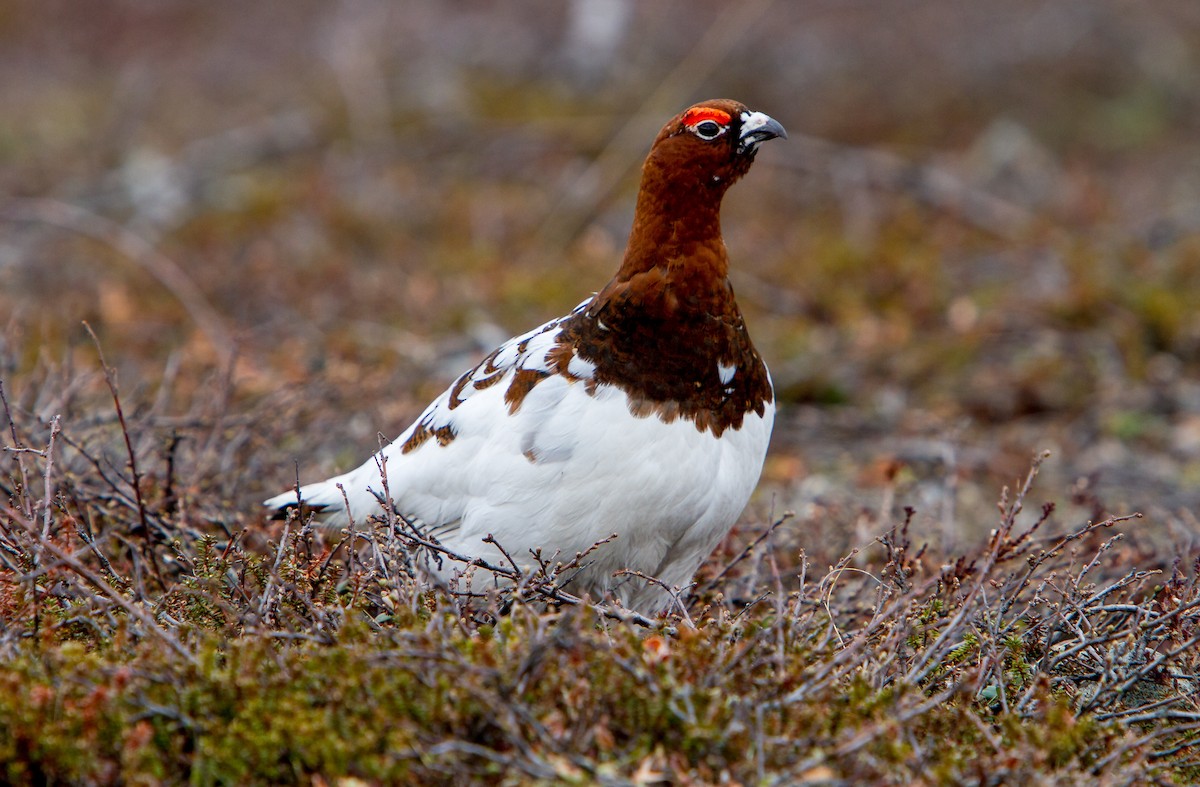 Willow Ptarmigan - Anonymous