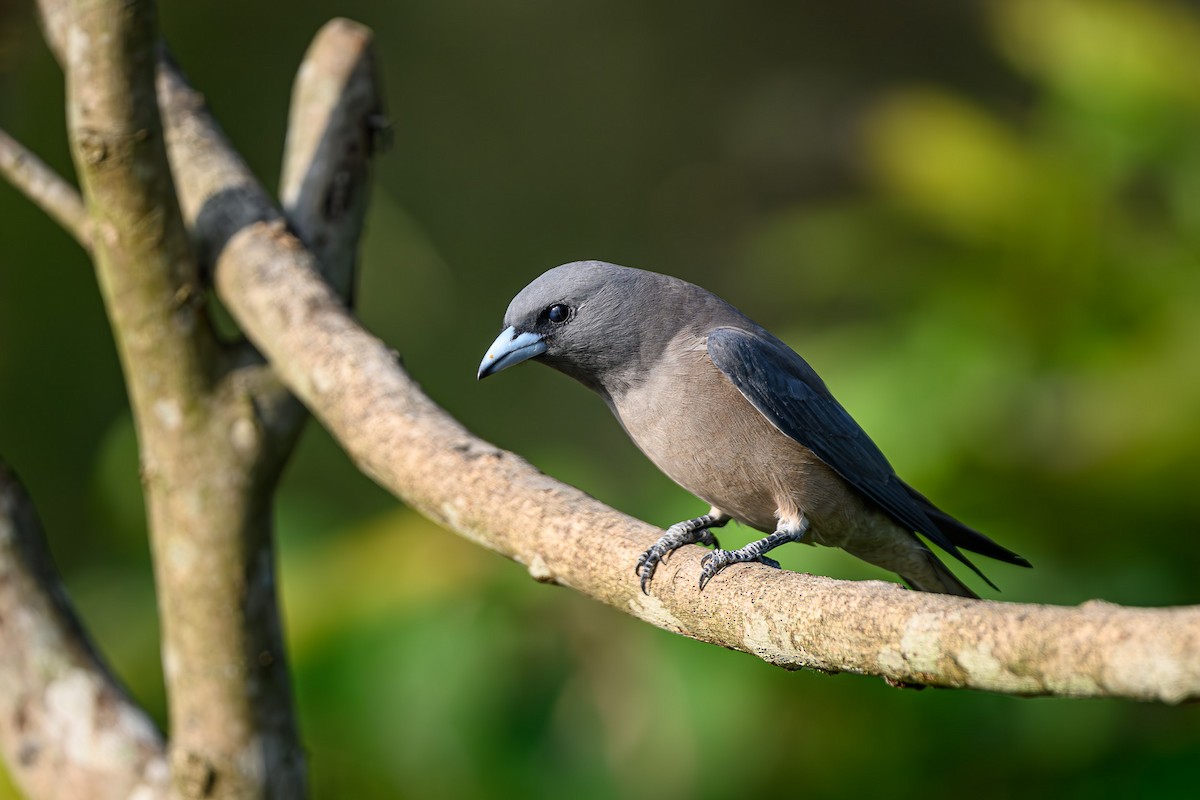 Ashy Woodswallow - Sudhir Paul