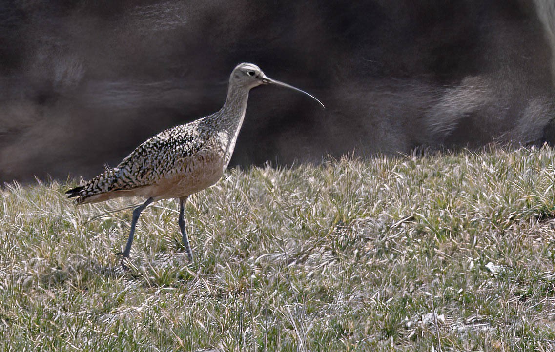 Long-billed Curlew - ML618270418