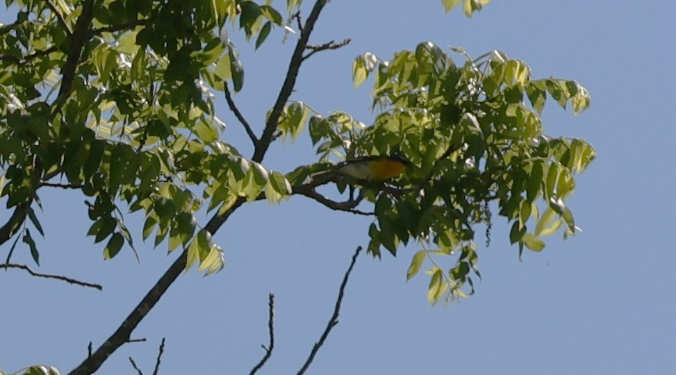 Yellow-breasted Chat - ML618270420