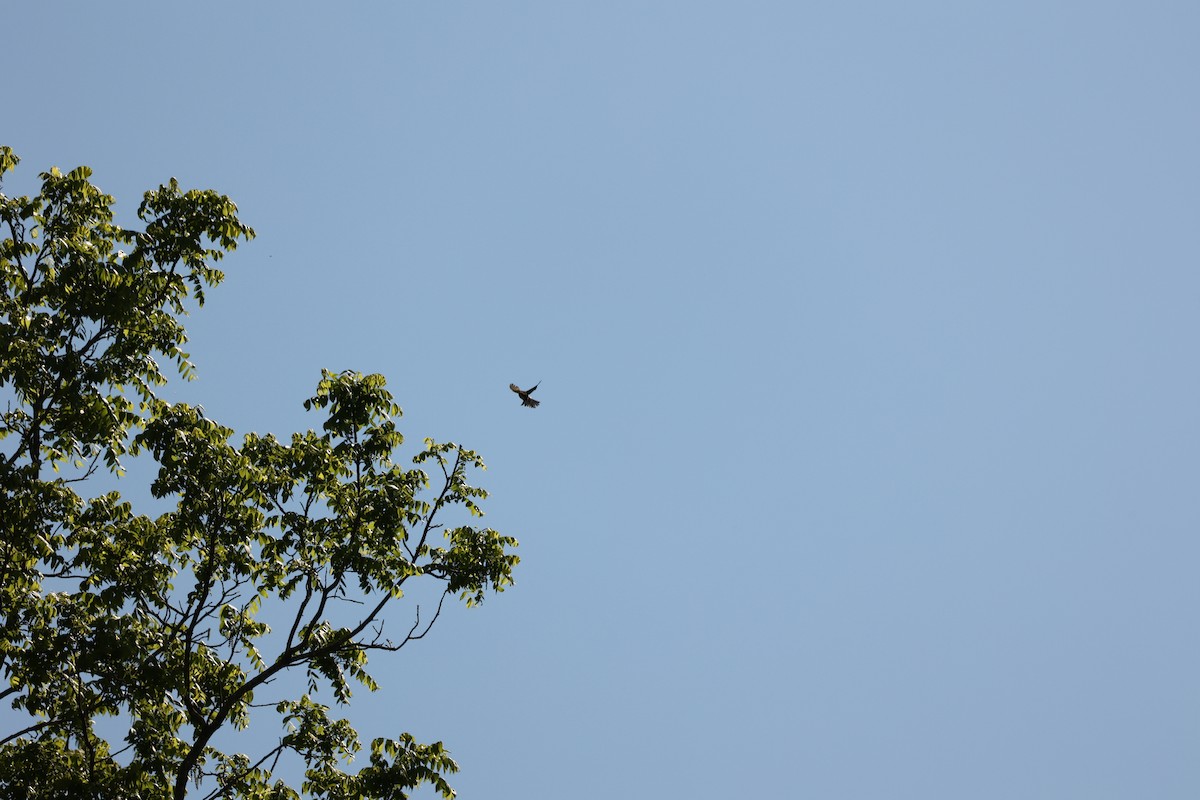 Yellow-breasted Chat - ML618270444