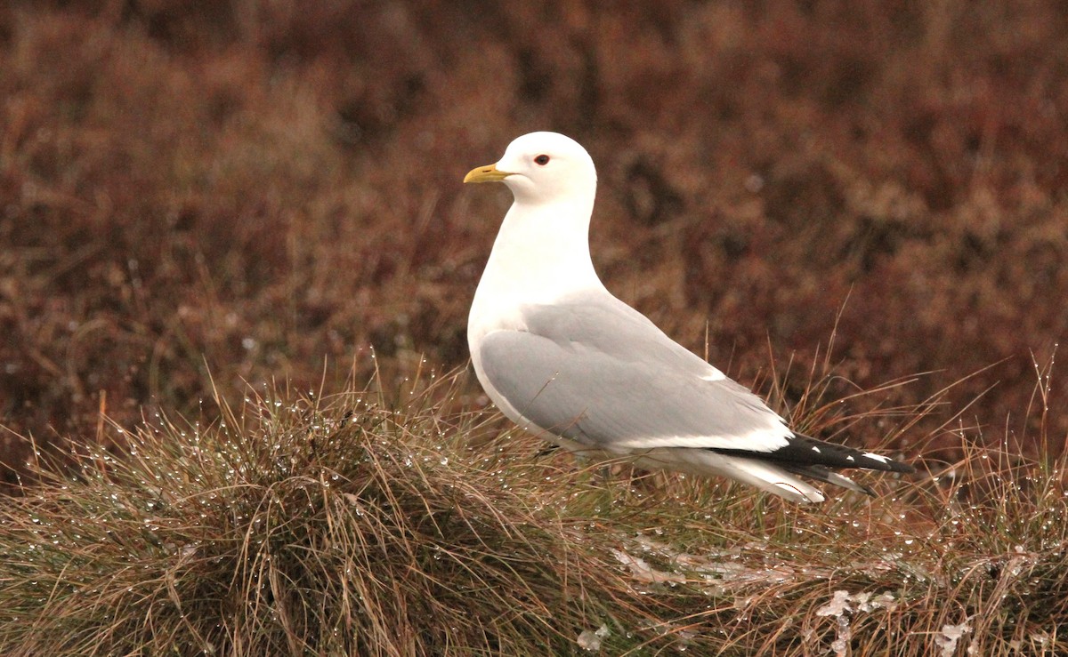 Common Gull - Simon Davies
