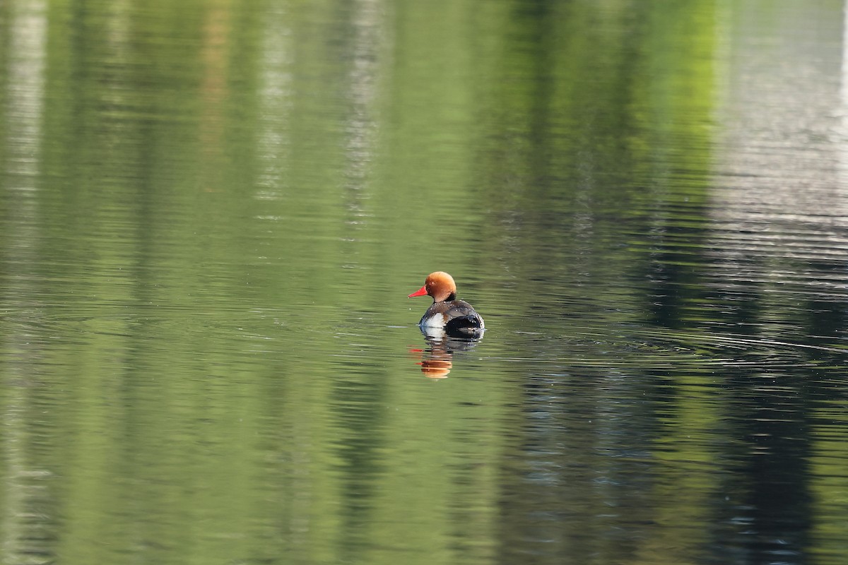 Red-crested Pochard - Rupert Hafner