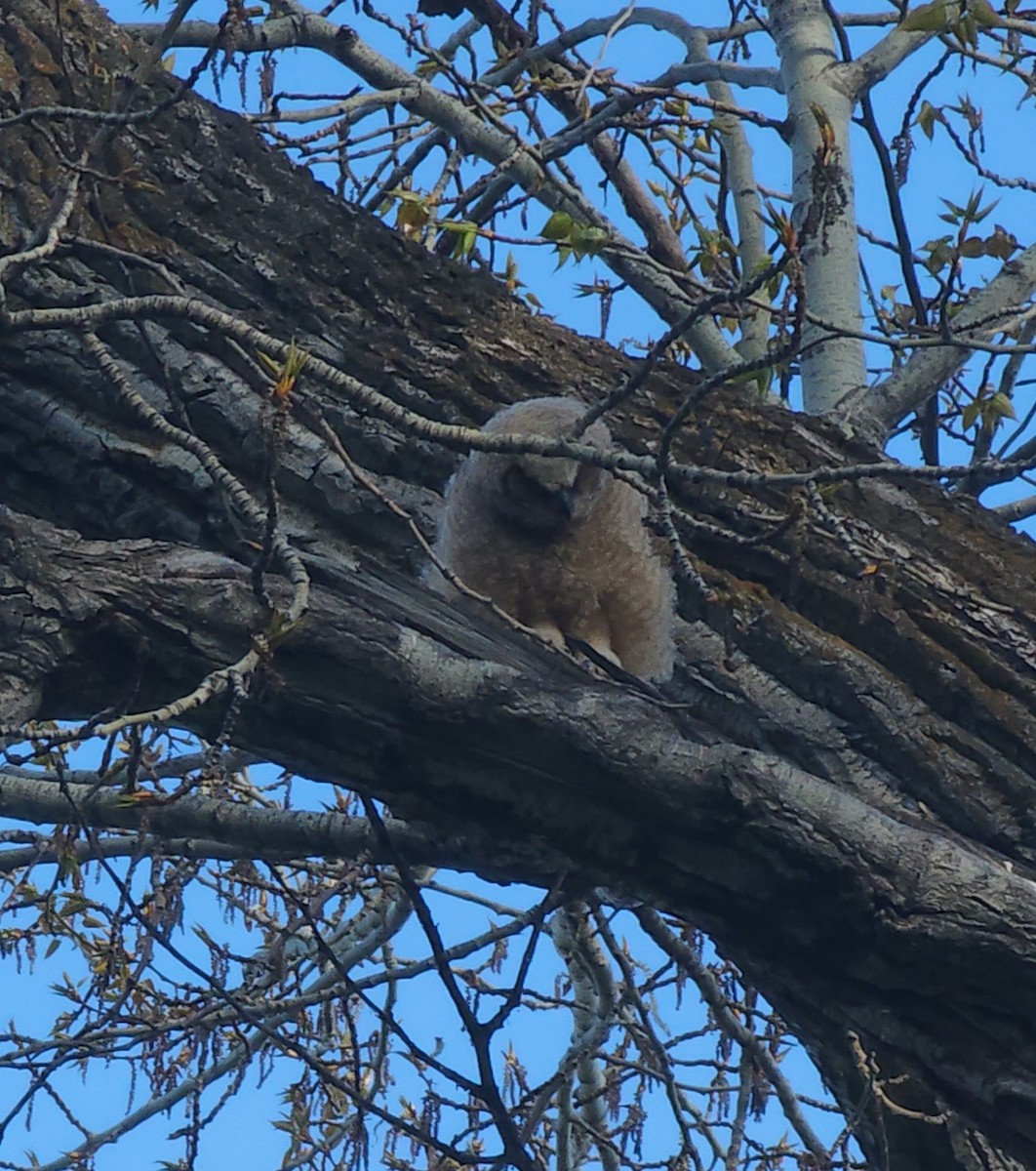 Great Horned Owl - ML618270509