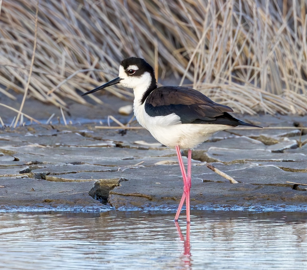 Black-necked Stilt - ML618270521