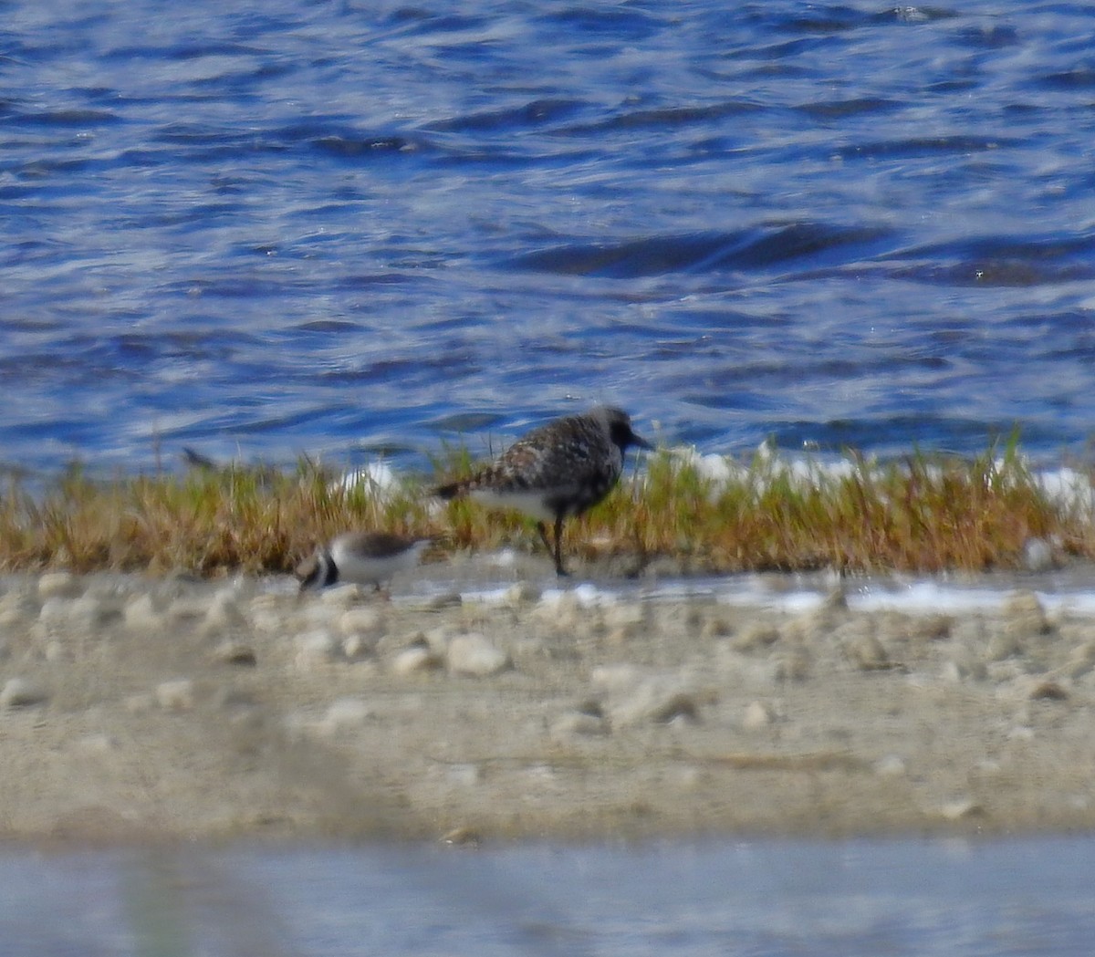 Black-bellied Plover - Fernando T Rico