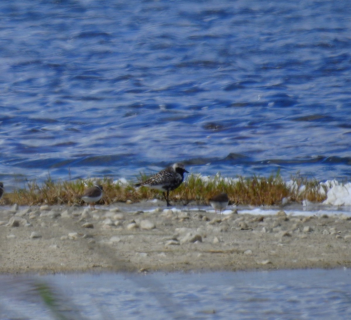 Black-bellied Plover - ML618270530