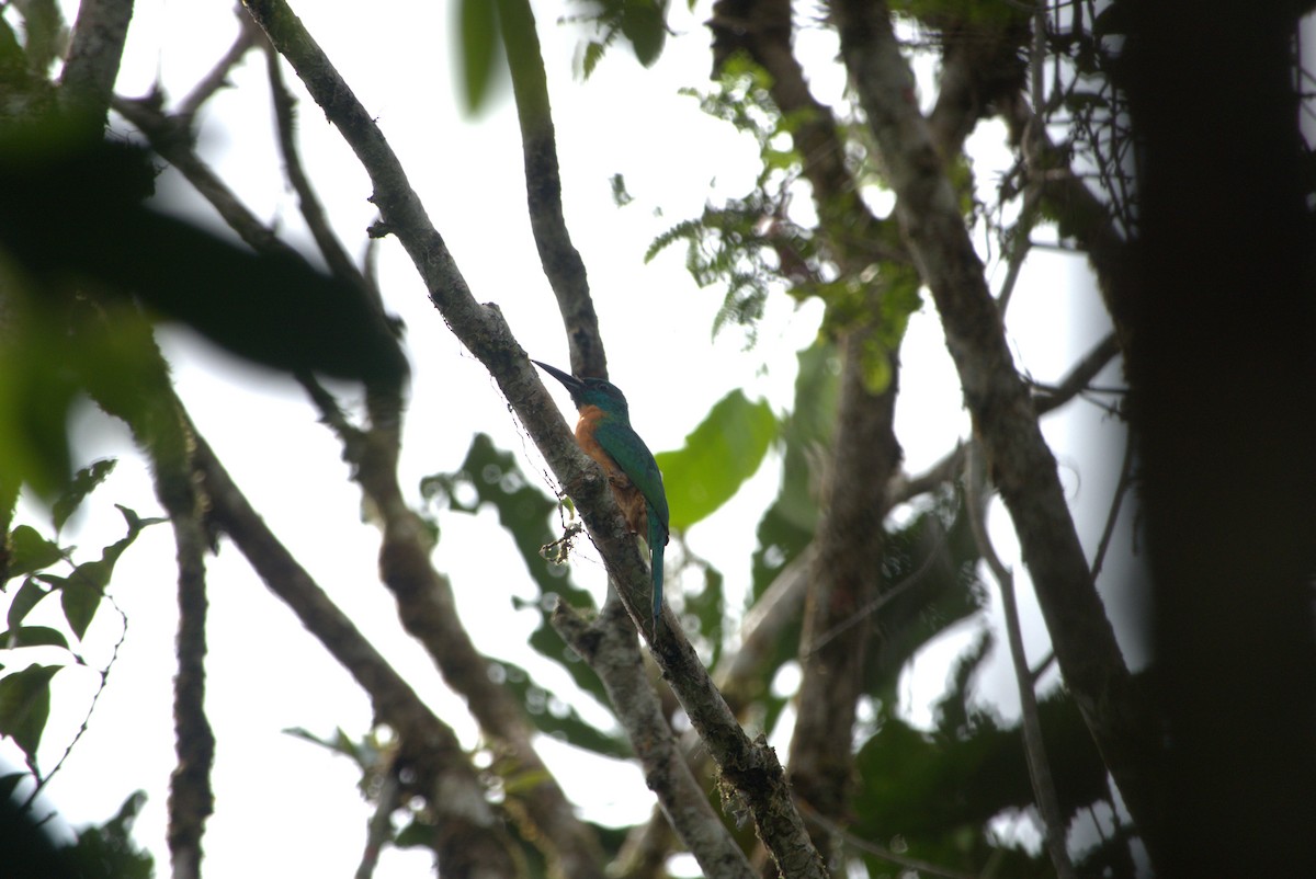 Great Jacamar - Daysy Vera Castro