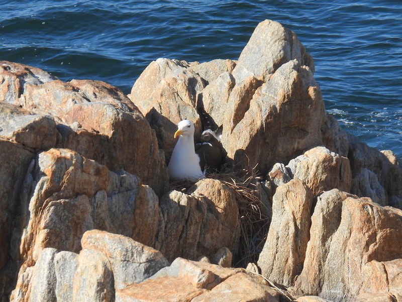 Gaviota Cocinera (dominicanus) - ML618270587