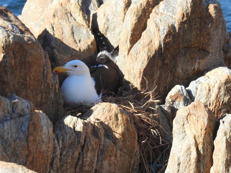 Gaviota Cocinera (dominicanus) - ML618270588