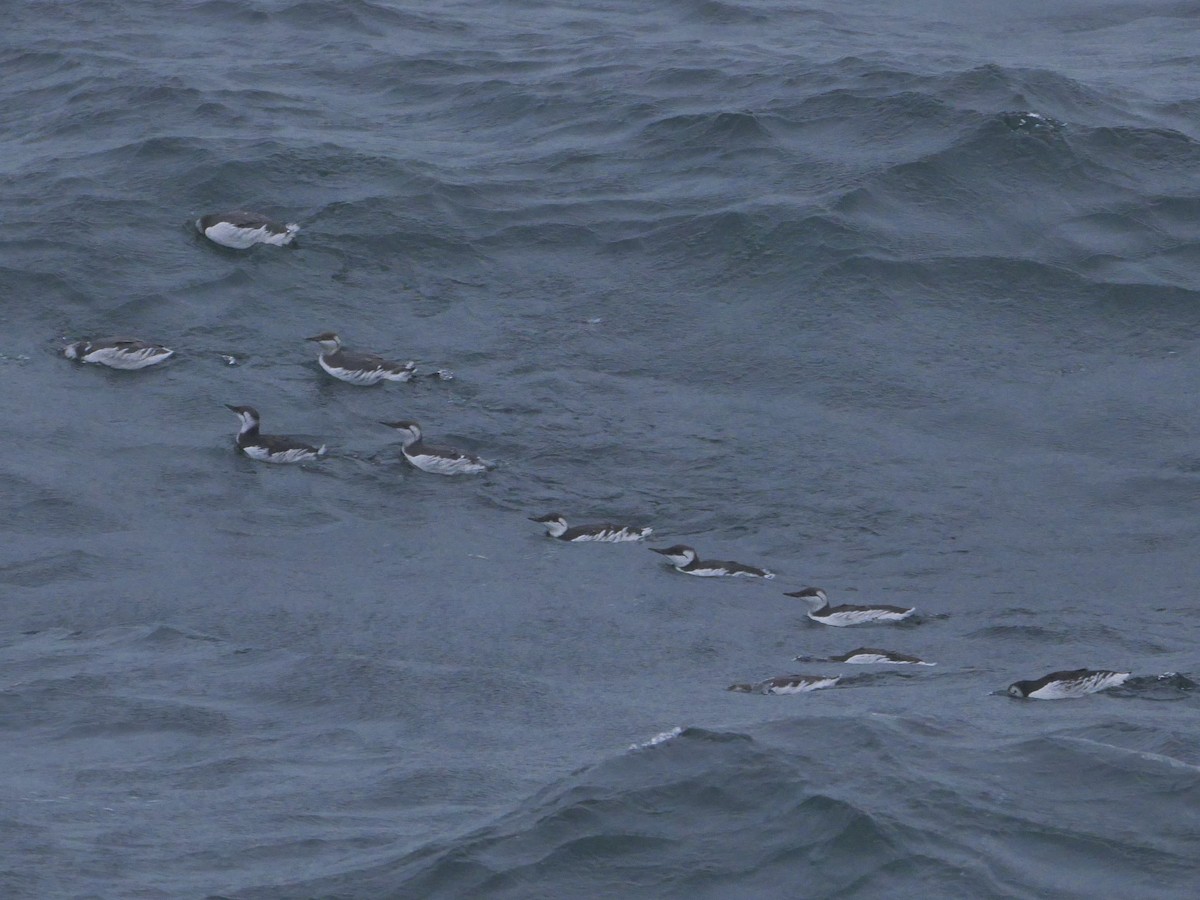 Common Murre - Tom Carley