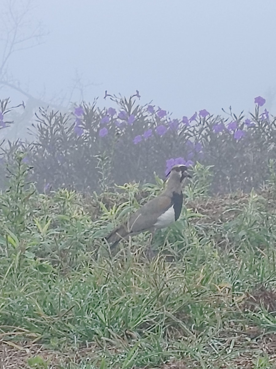 Southern Lapwing - ML618270657