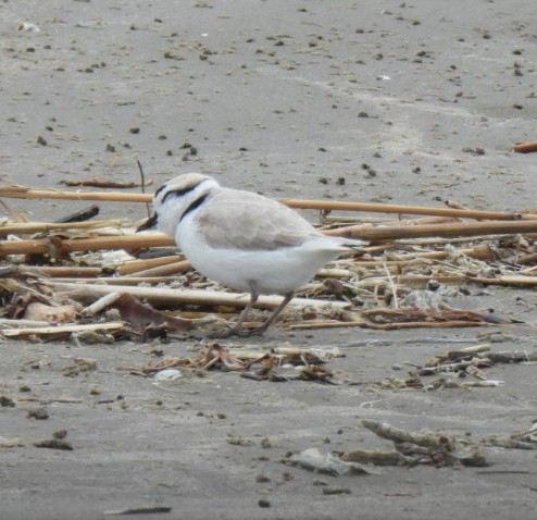 Snowy Plover - Rhonda Latino