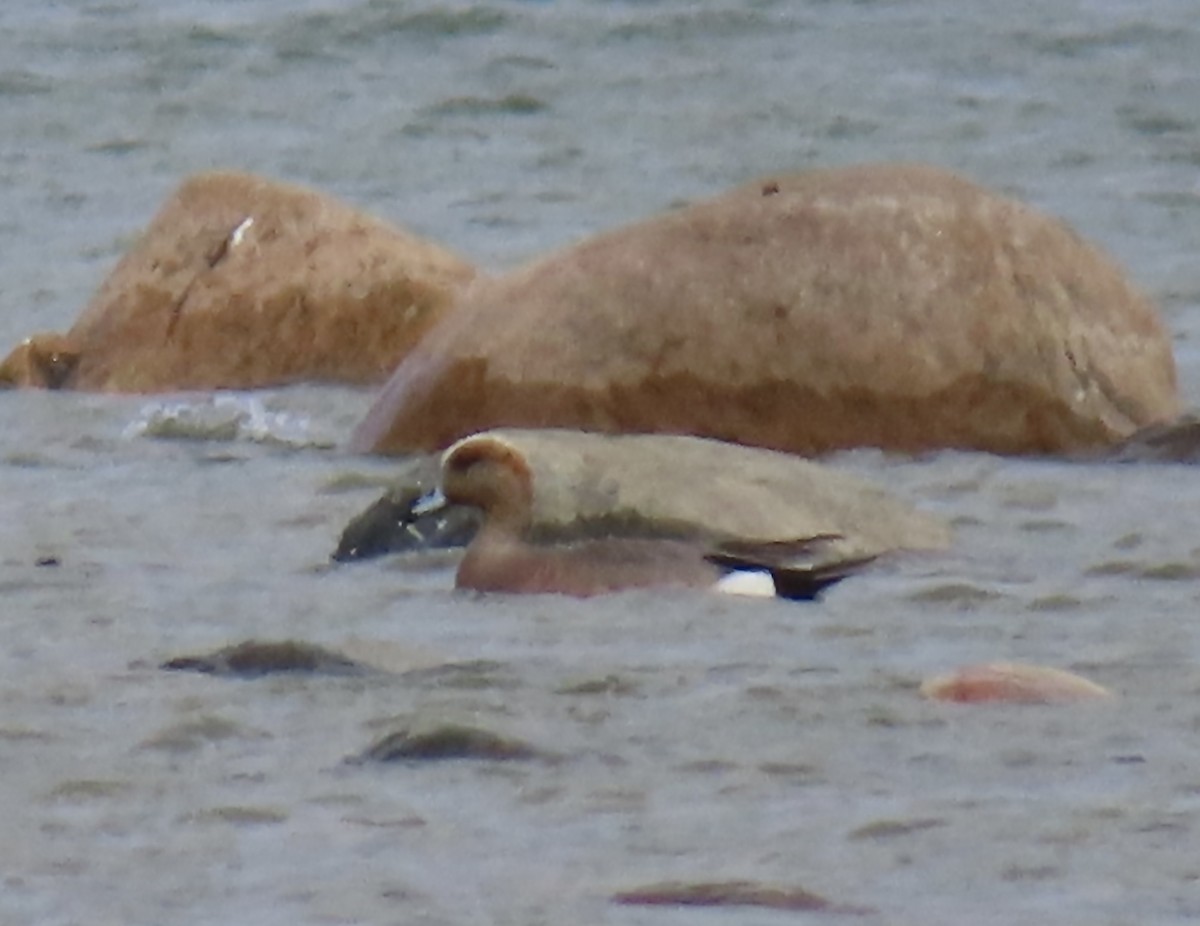 Eurasian x American Wigeon (hybrid) - ML618270673