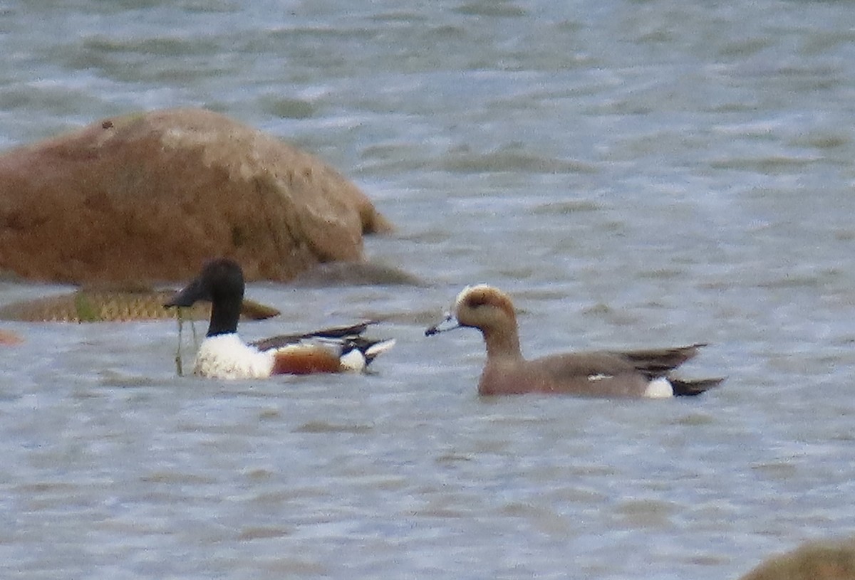 Eurasian x American Wigeon (hybrid) - ML618270674