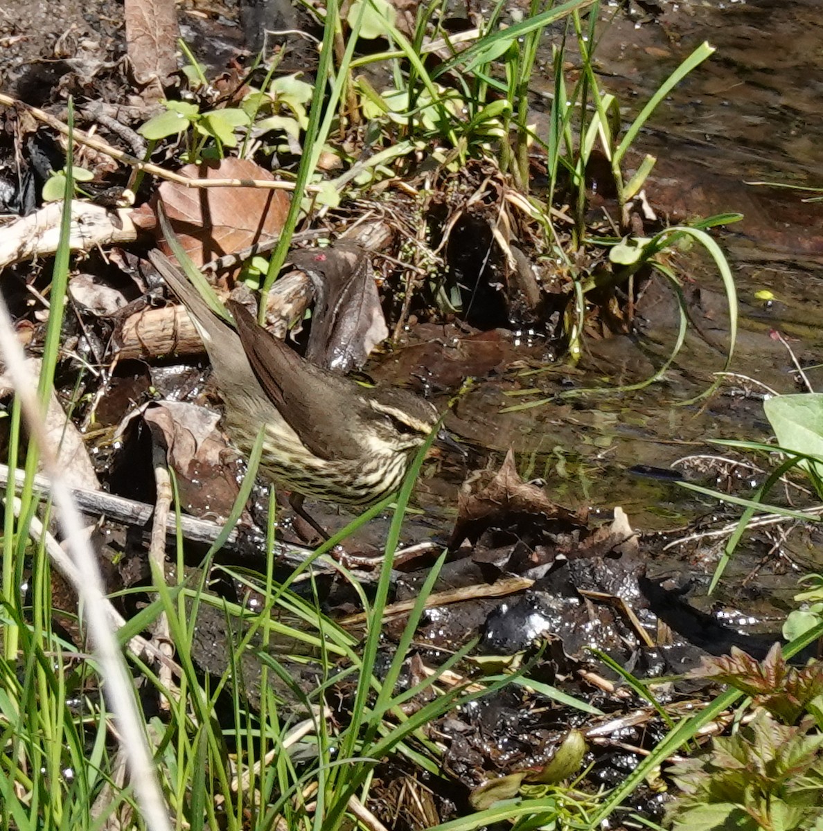 Northern Waterthrush - ML618270691