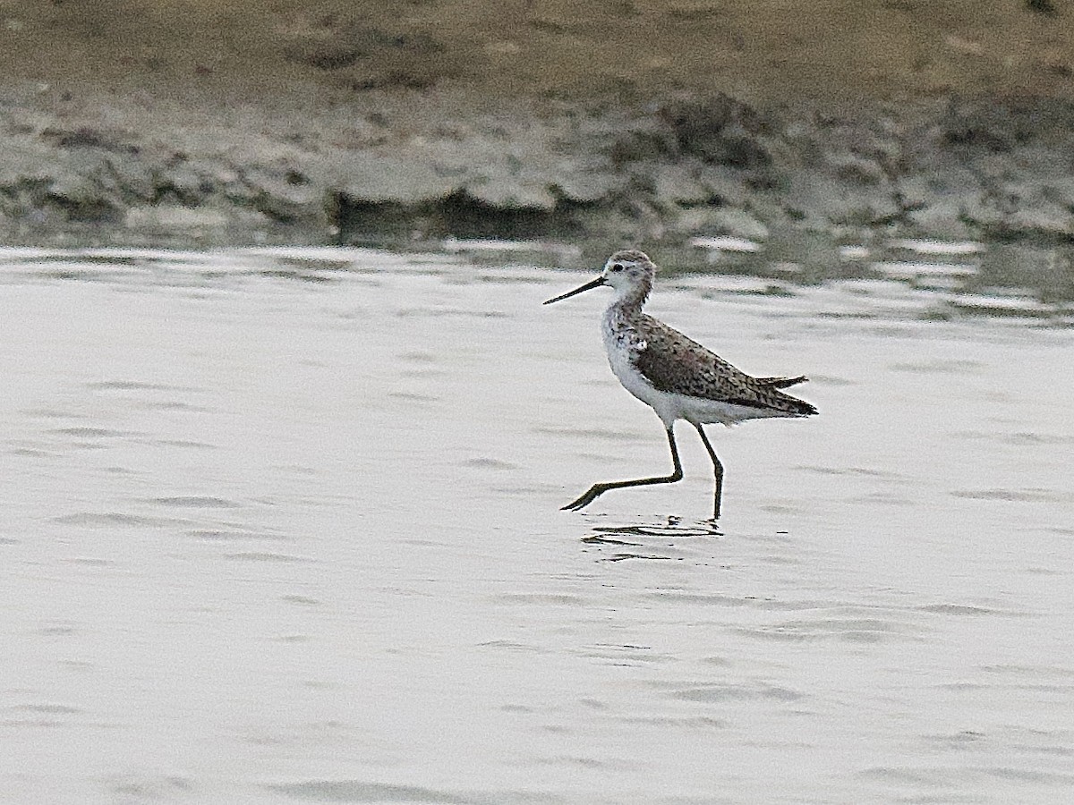 Marsh Sandpiper - Craig Rasmussen