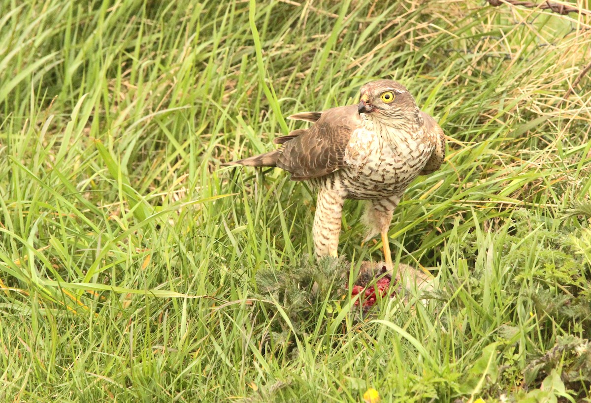 Eurasian Sparrowhawk - Simon Davies