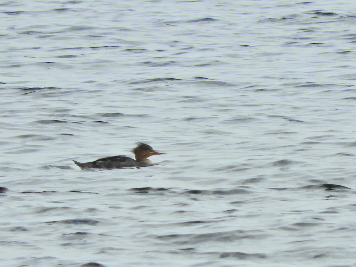 Red-breasted Merganser - Tom Carley