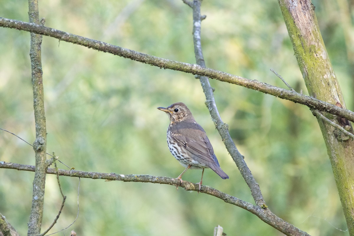 Song Thrush - ML618270753