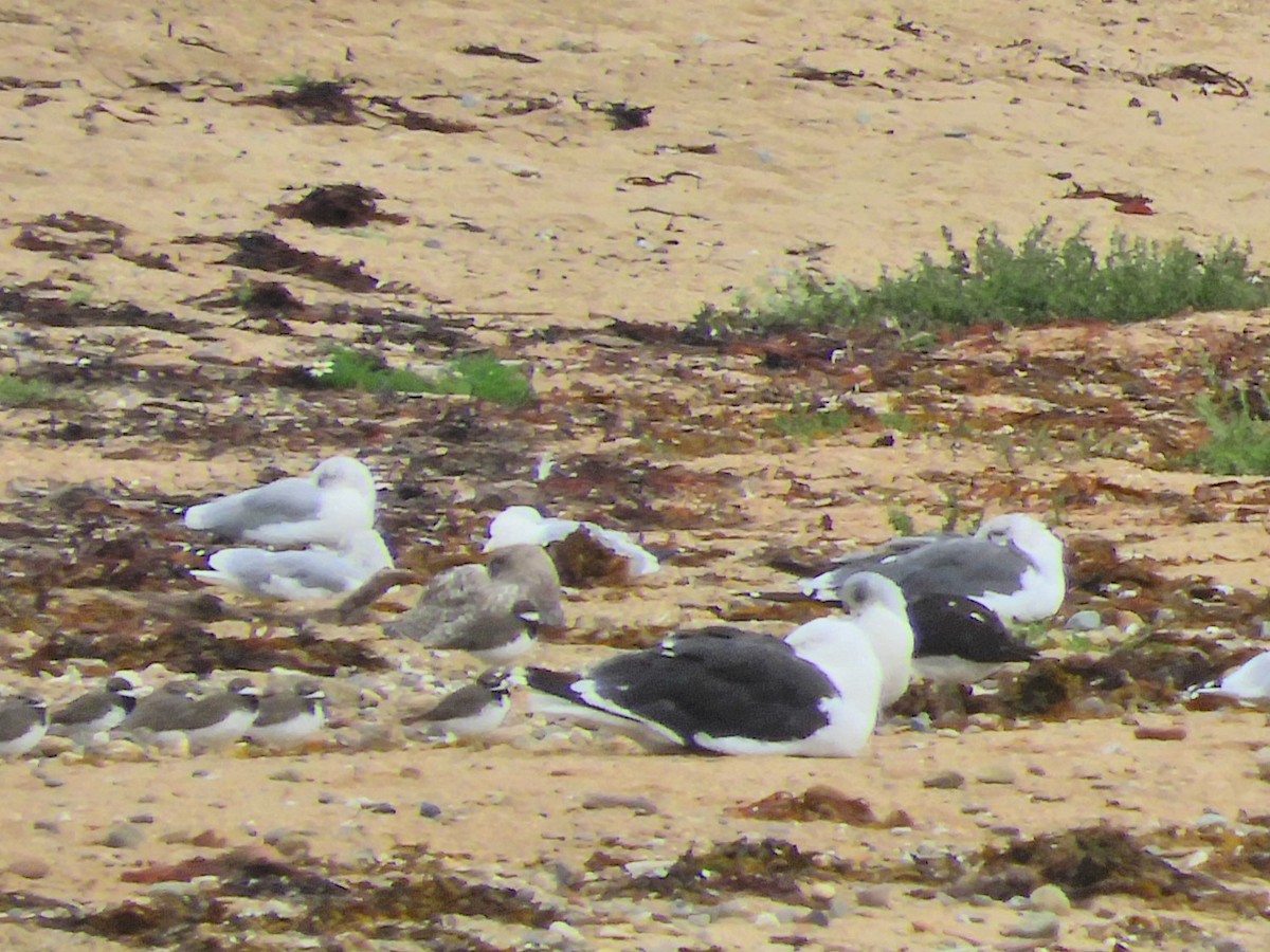 Common Ringed Plover - Tom Carley