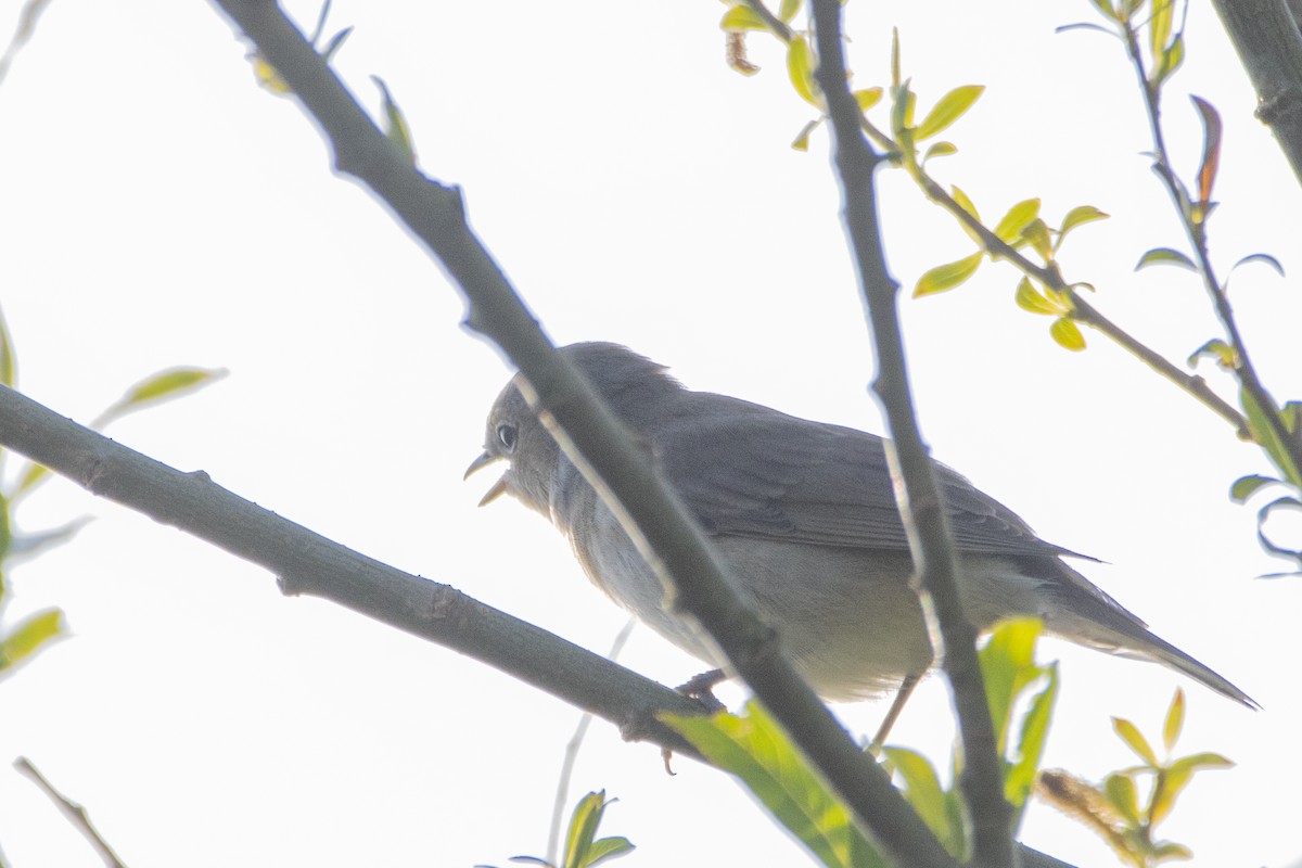 Garden Warbler - Jeff Hullstrung