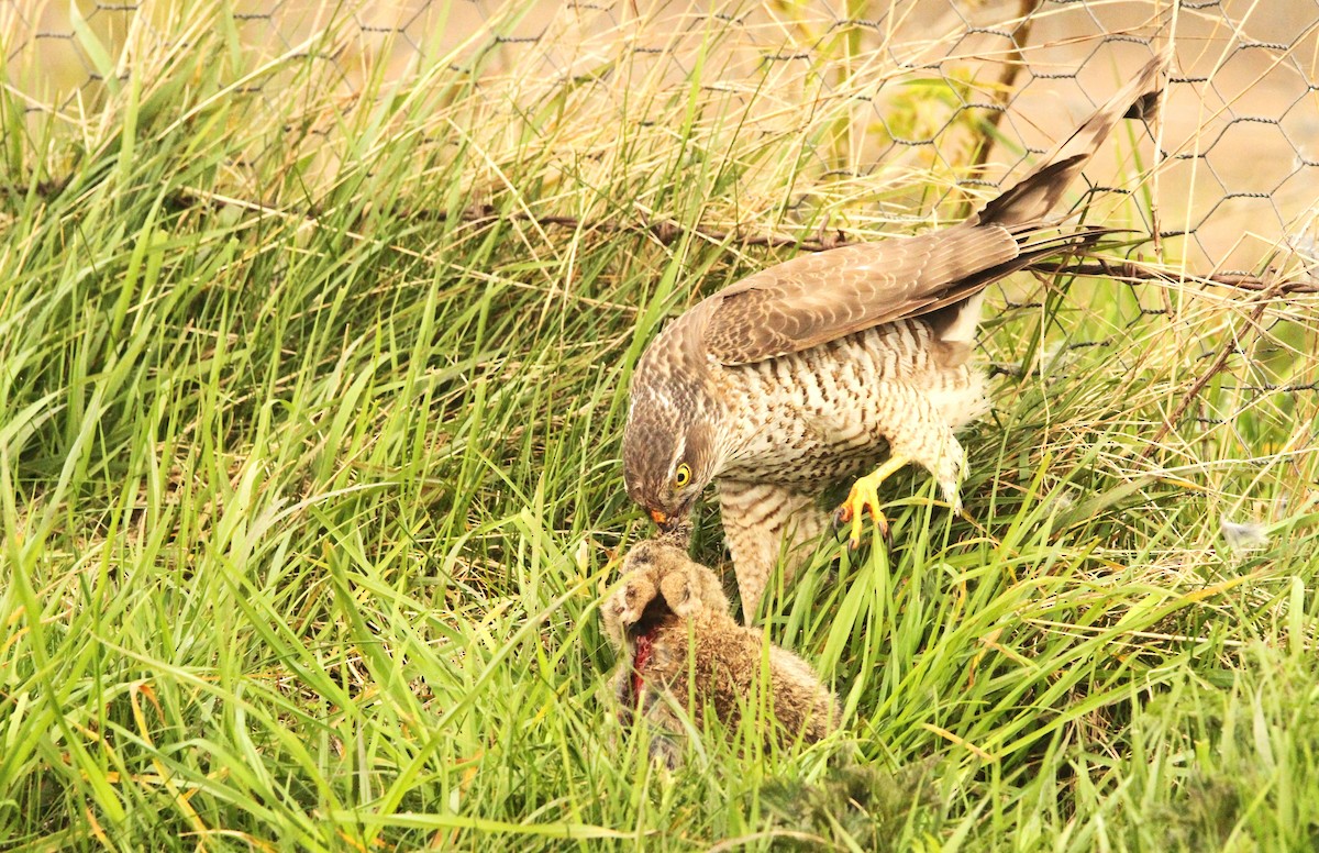 Eurasian Sparrowhawk - Simon Davies