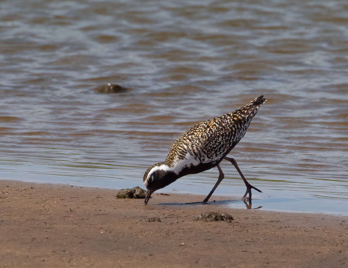 Pacific Golden-Plover - Jan Allen