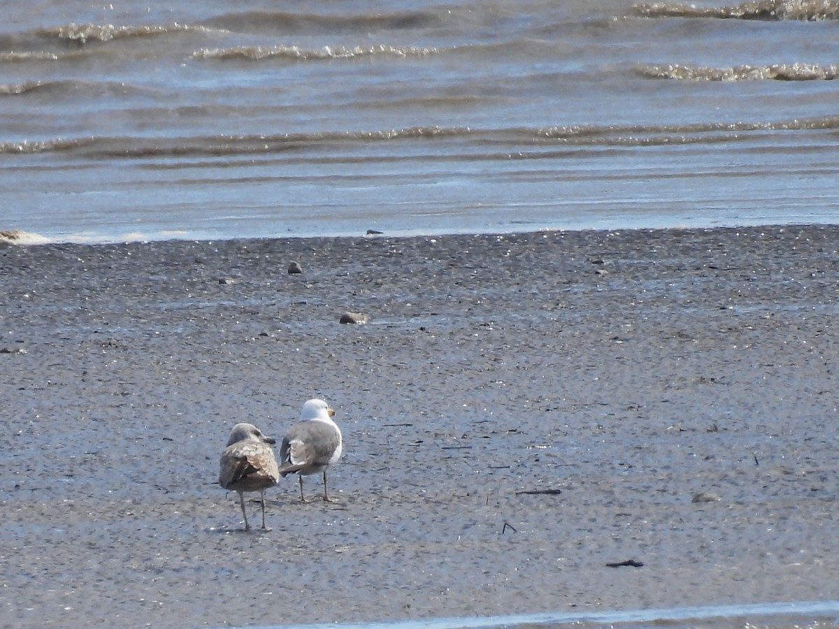 Lesser Black-backed Gull - Philippe Jobin