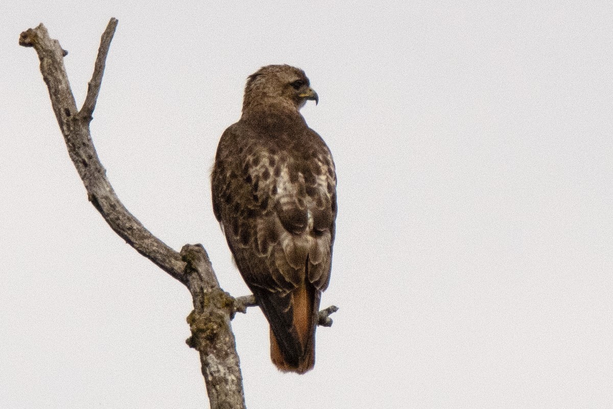 Red-tailed Hawk - ML618270823