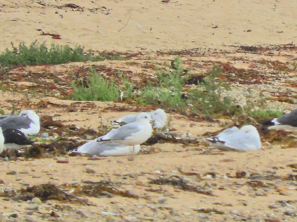 Common Gull - Tom Carley