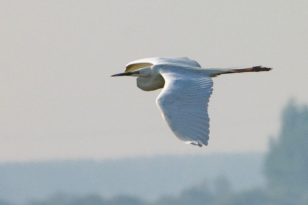 Great Egret - ML618270861