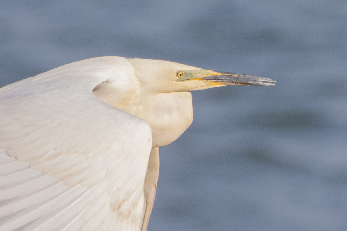 Great Egret - ML618270862