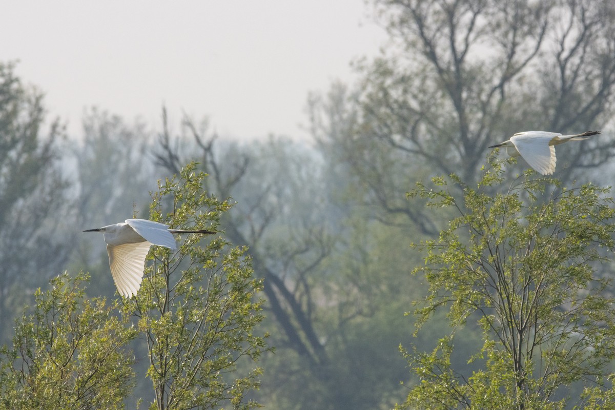 Great Egret - ML618270864