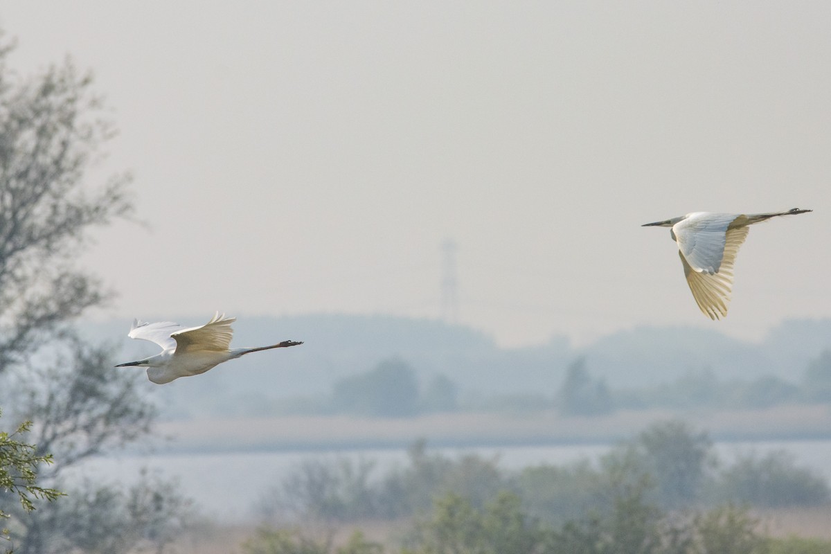 Great Egret - ML618270865