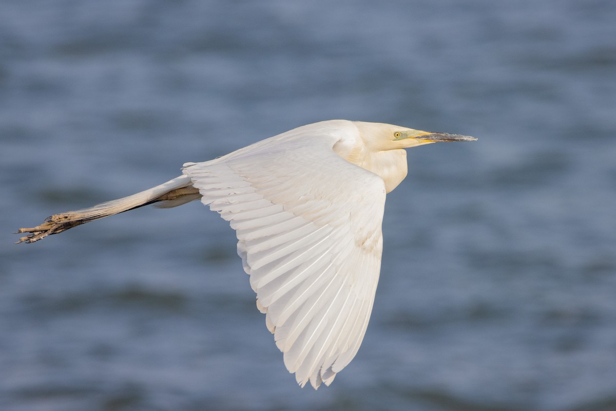 Great Egret - ML618270866