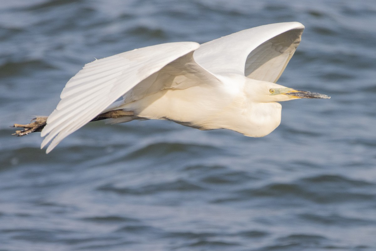 Great Egret - ML618270867