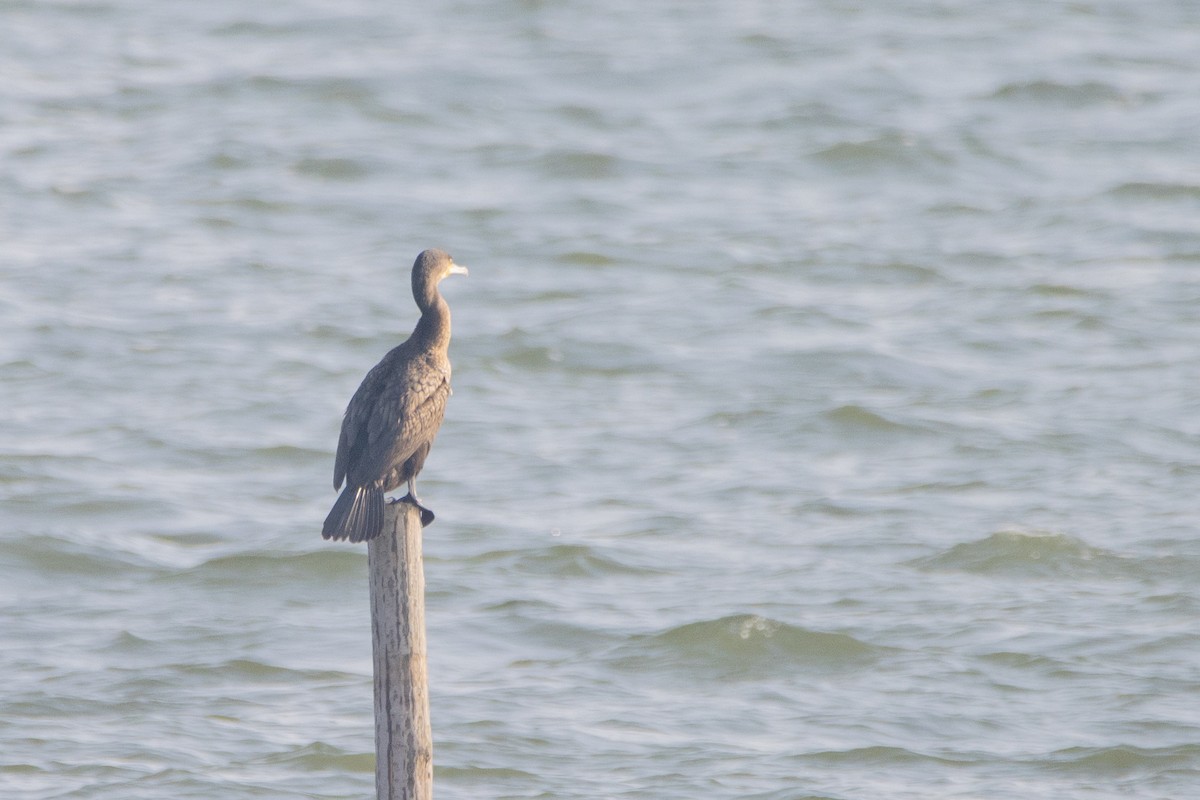 Great Cormorant - Jeff Hullstrung