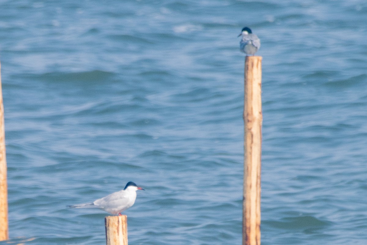 Крячок річковий - ML618270874