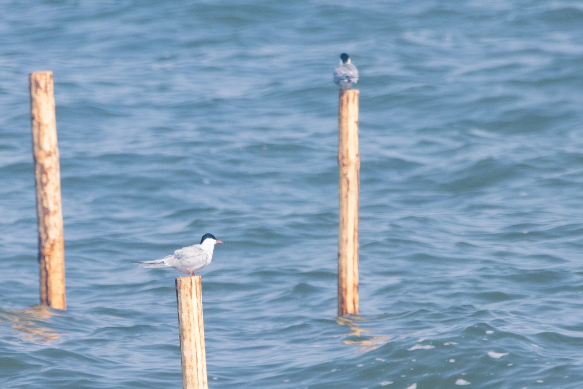 Common Tern - Jeff Hullstrung