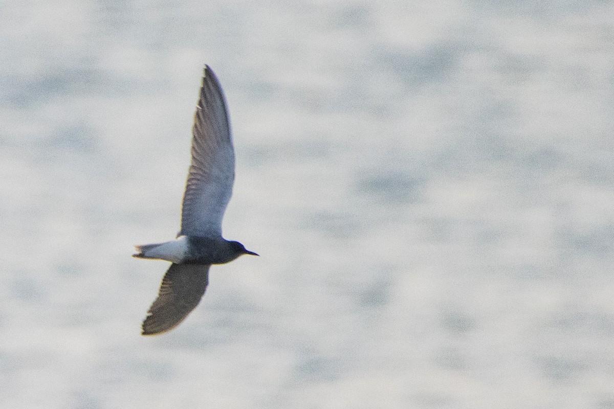 Хилэн хараалай - ML618270880