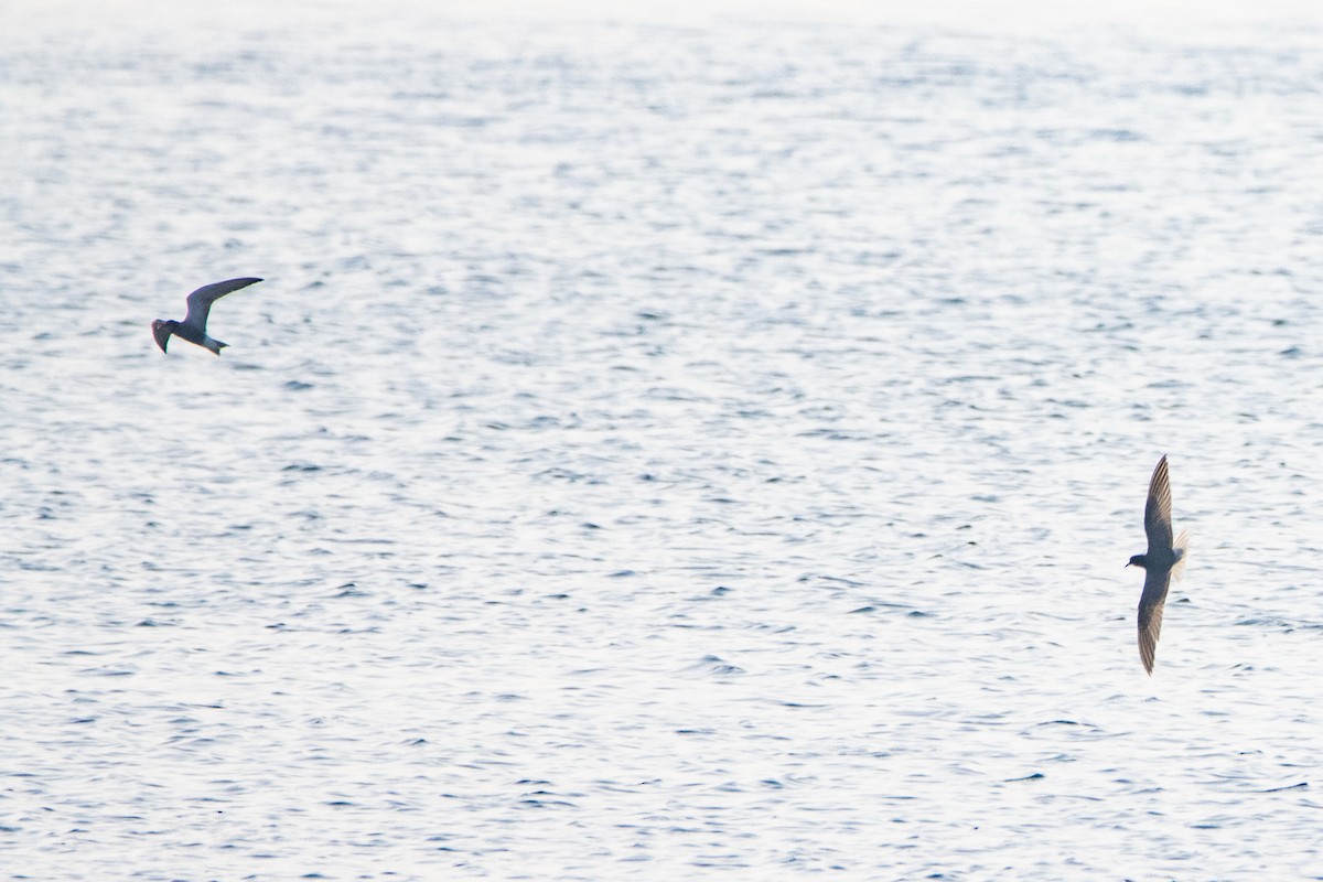 Хилэн хараалай - ML618270882