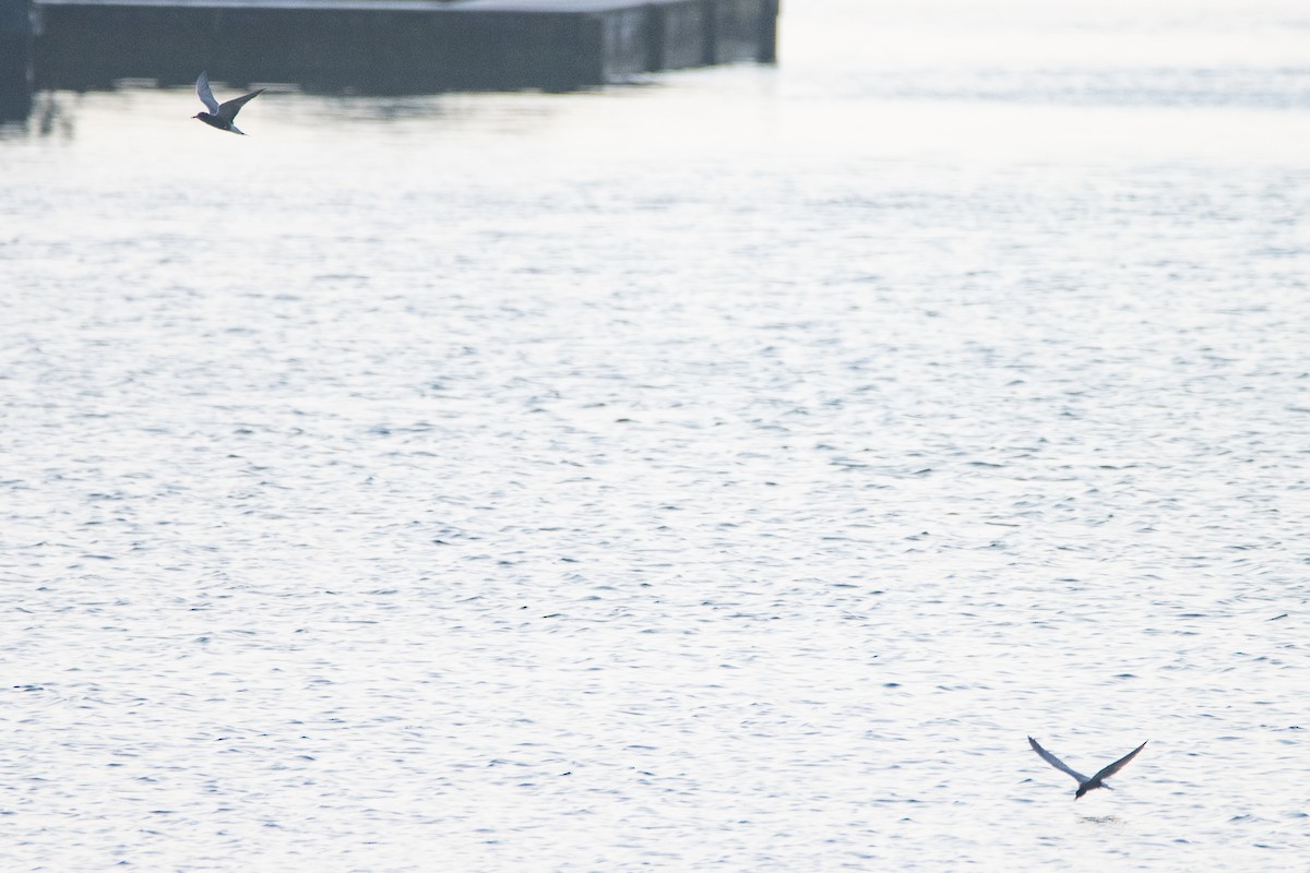 Хилэн хараалай - ML618270883