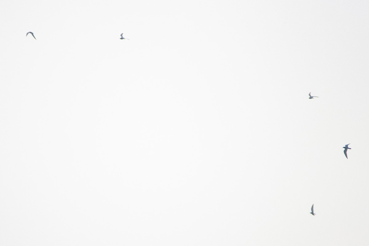 Хилэн хараалай - ML618270884