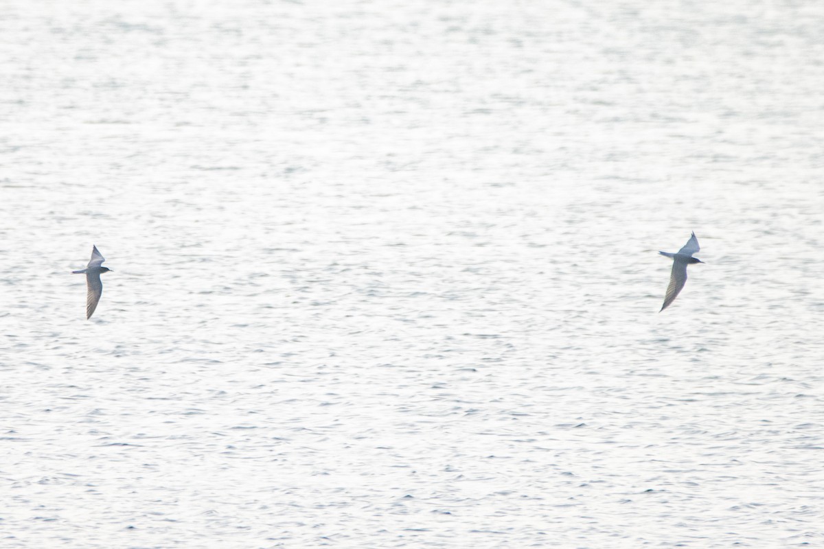 Хилэн хараалай - ML618270885