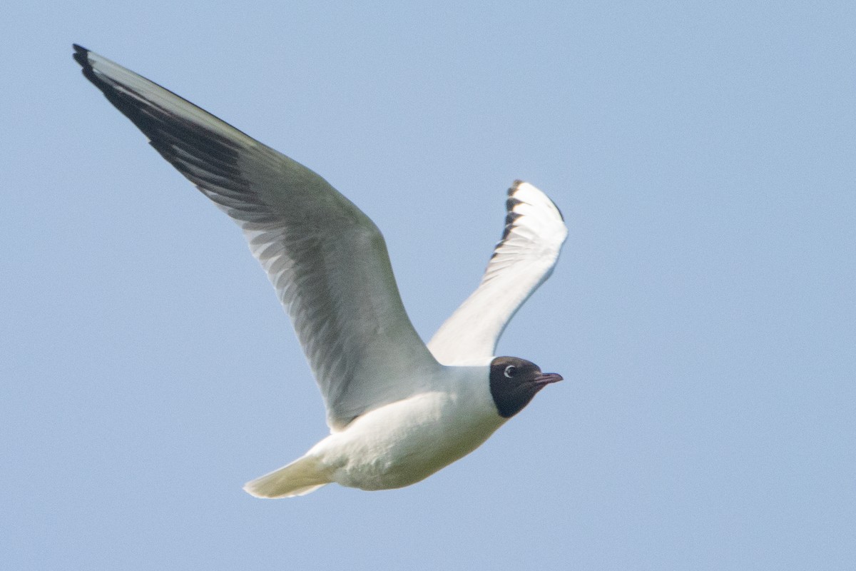 Black-headed Gull - ML618270902