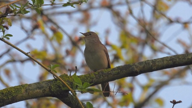 Common Nightingale - ML618270920