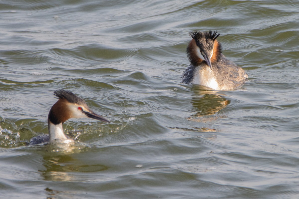 Great Crested Grebe - Jeff Hullstrung