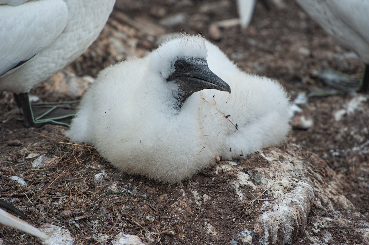 Northern Gannet - Guy Cadieux